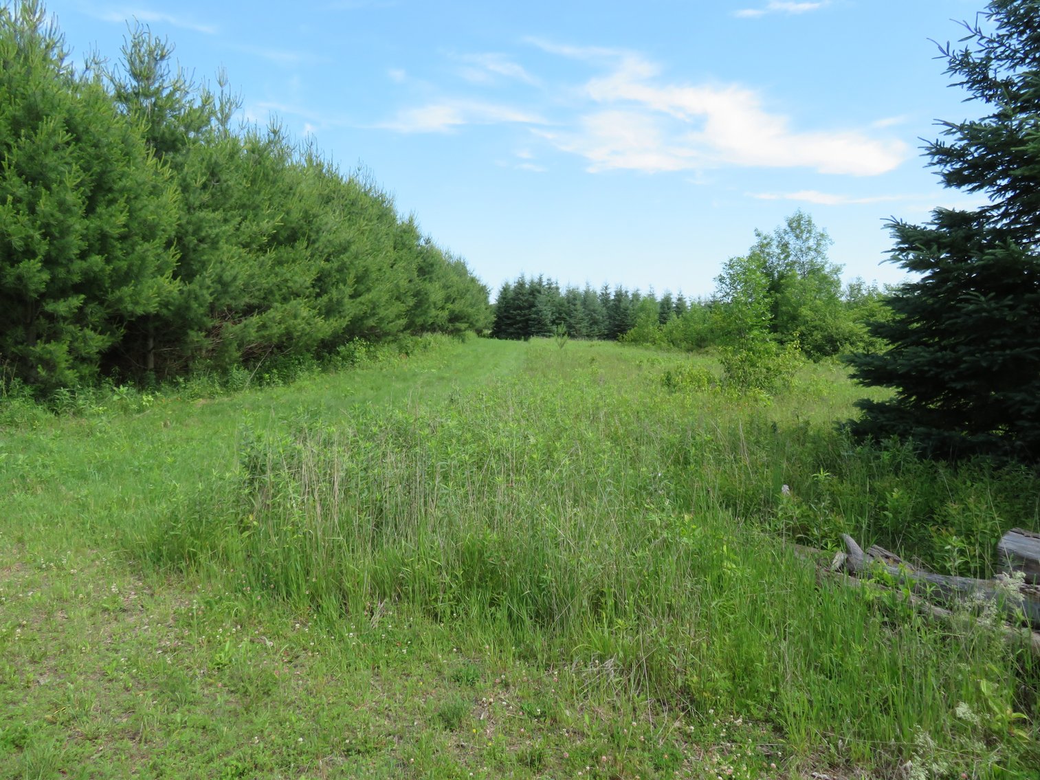 Image for 51+/- Acres of Prime Hunting Land - Absolute Auction