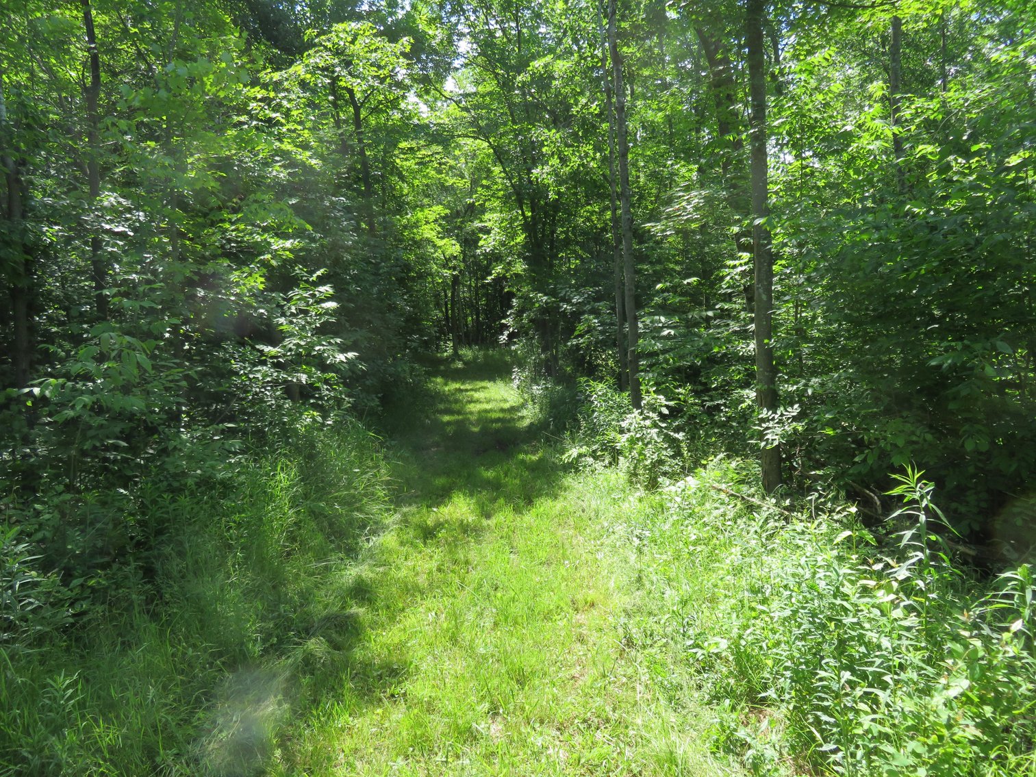 Image for 51+/- Acres of Prime Hunting Land - Absolute Auction