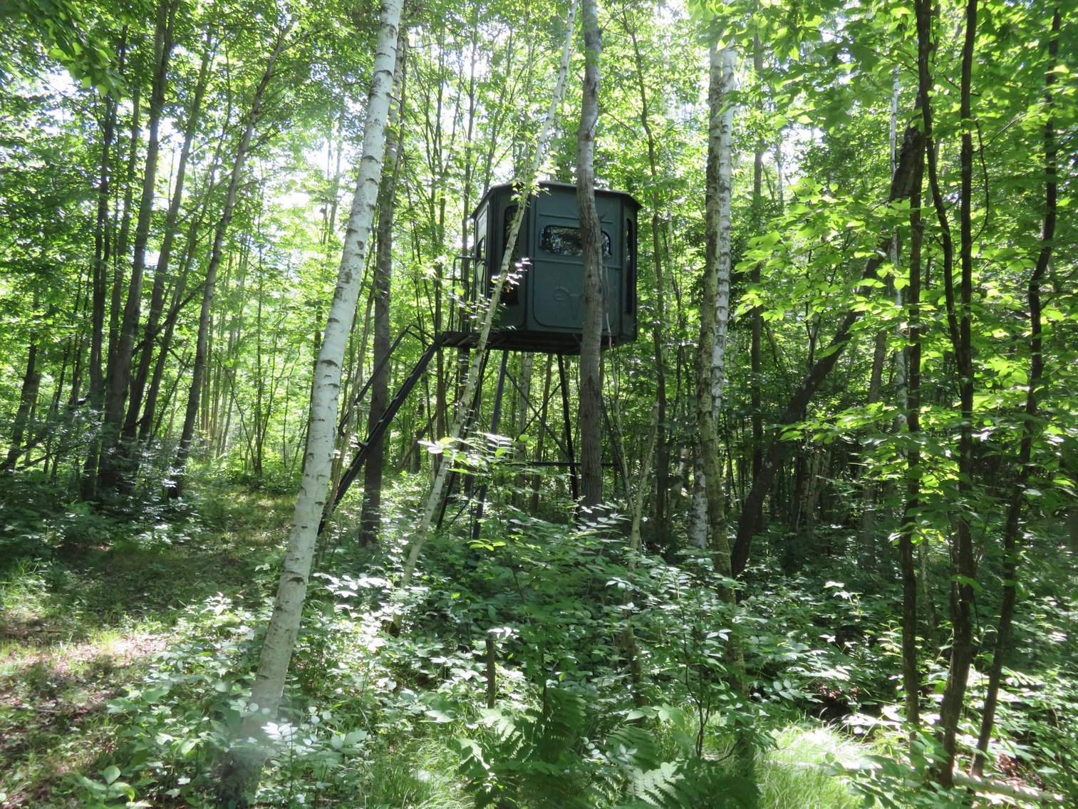 Image for 51+/- Acres of Prime Hunting Land - Absolute Auction