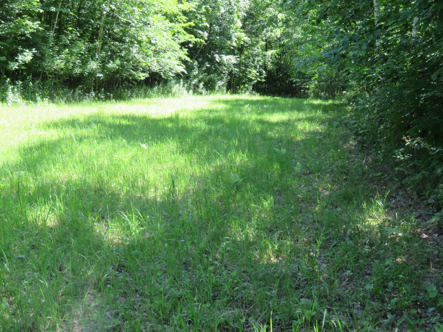 Image for 51+/- Acres of Prime Hunting Land - Absolute Auction