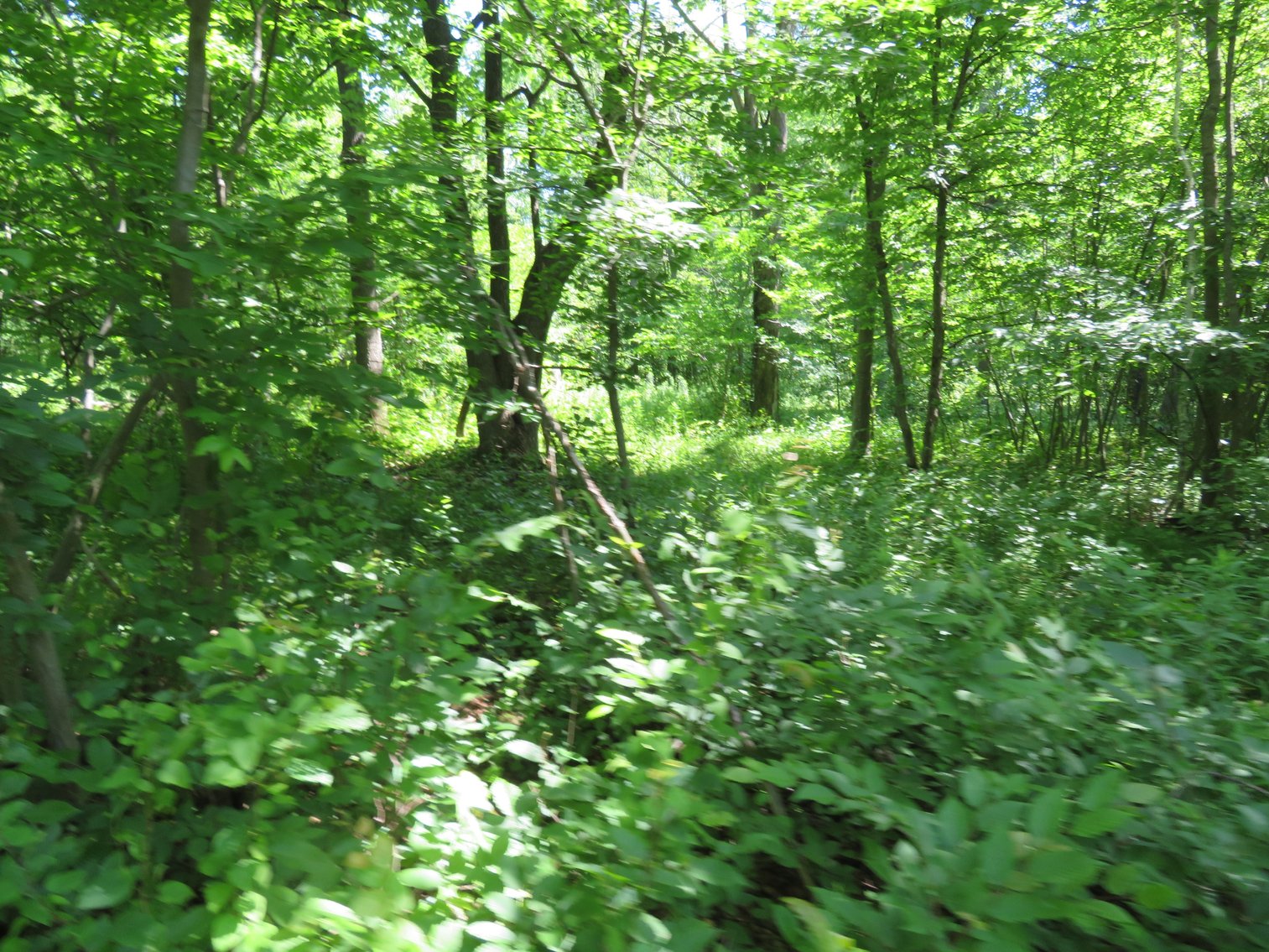 Image for 51+/- Acres of Prime Hunting Land - Absolute Auction