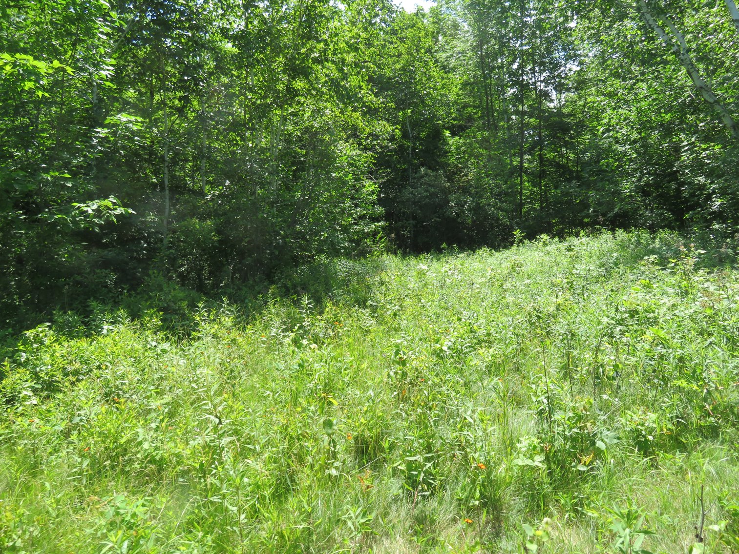 Image for 51+/- Acres of Prime Hunting Land - Absolute Auction