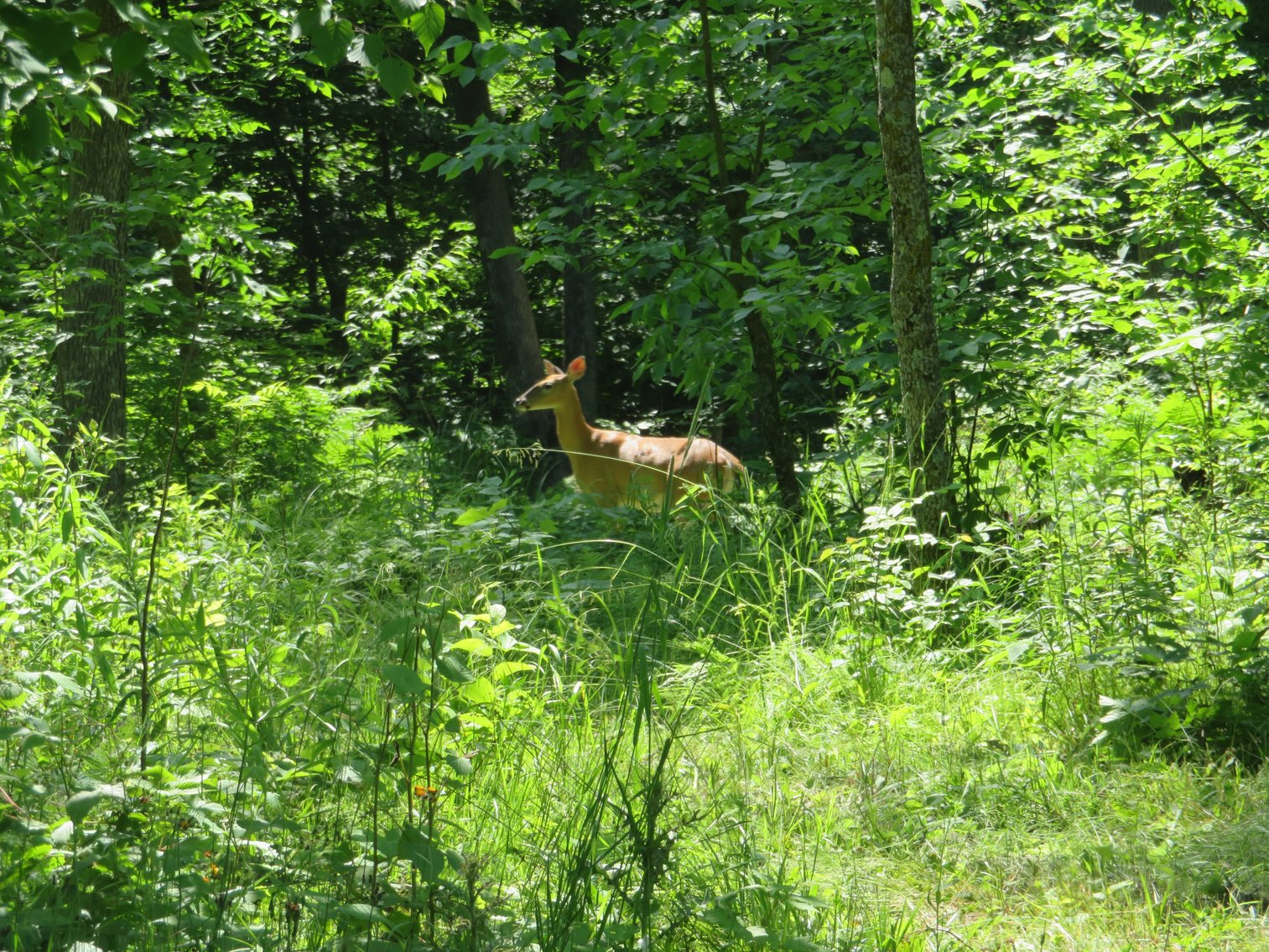 Image for 51+/- Acres of Prime Hunting Land - Absolute Auction