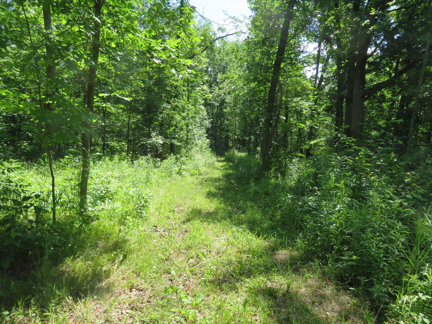 Image for 51+/- Acres of Prime Hunting Land - Absolute Auction