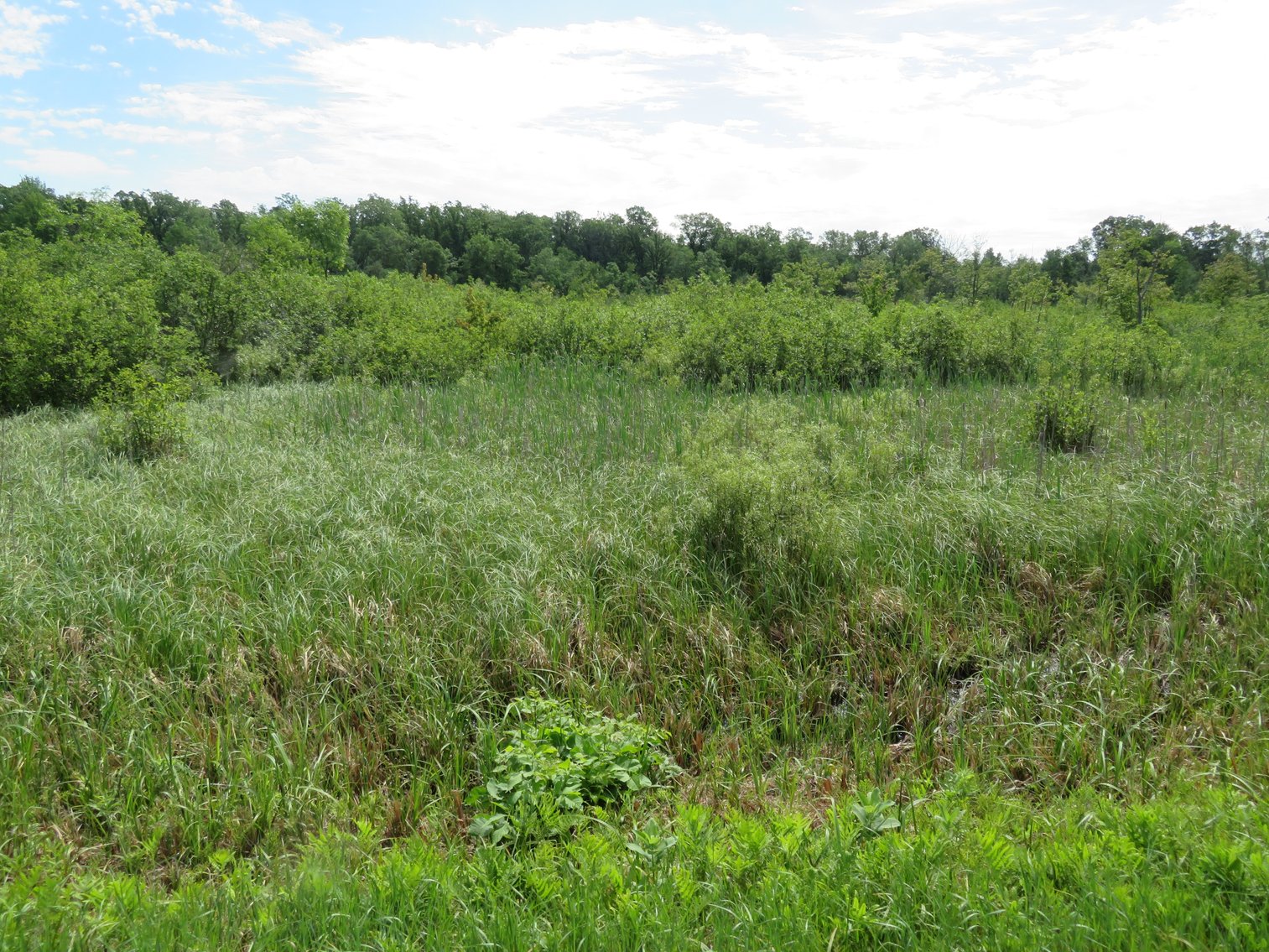 Image for 51+/- Acres of Prime Hunting Land - Absolute Auction