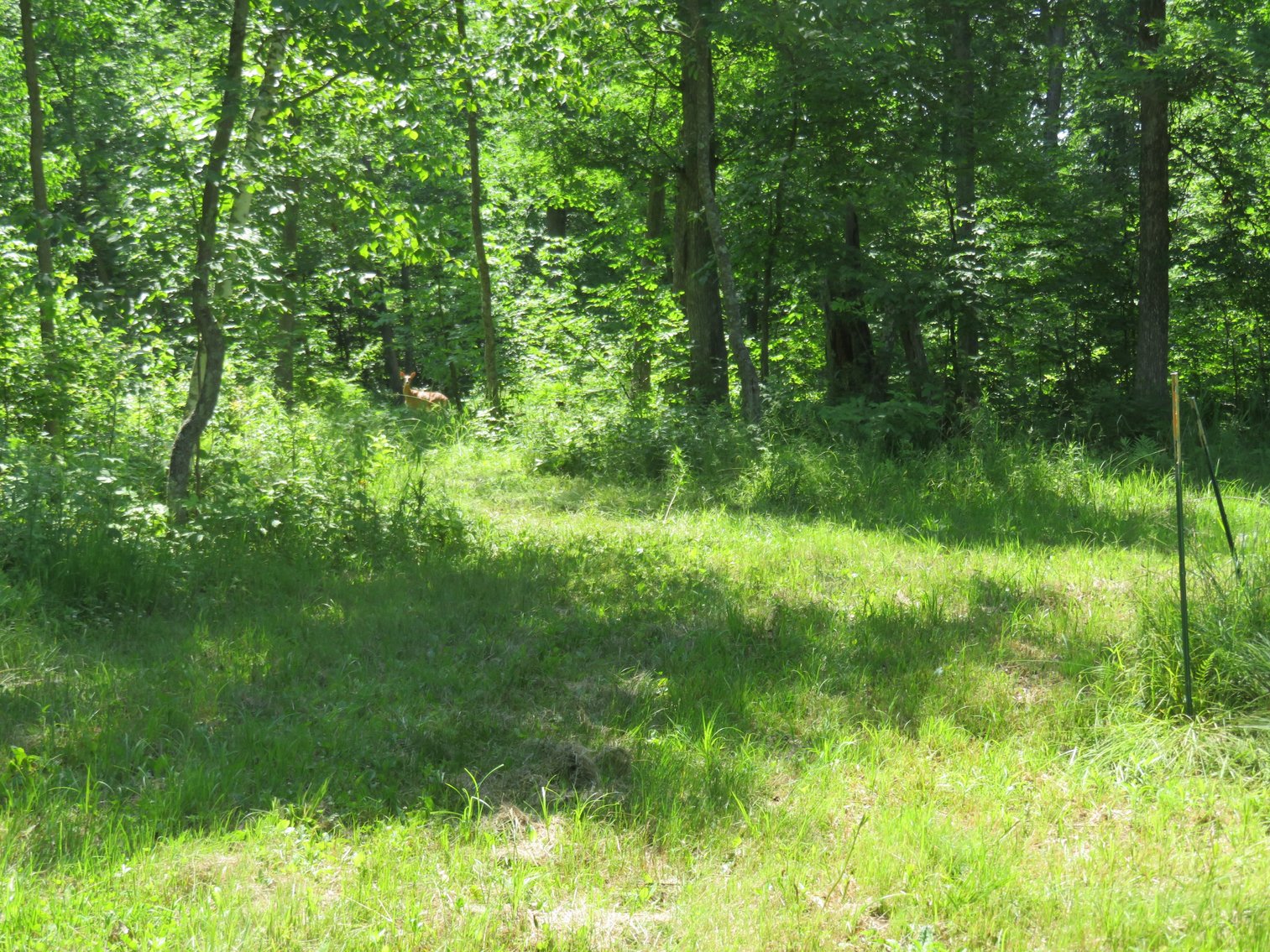 Image for 51+/- Acres of Prime Hunting Land - Absolute Auction