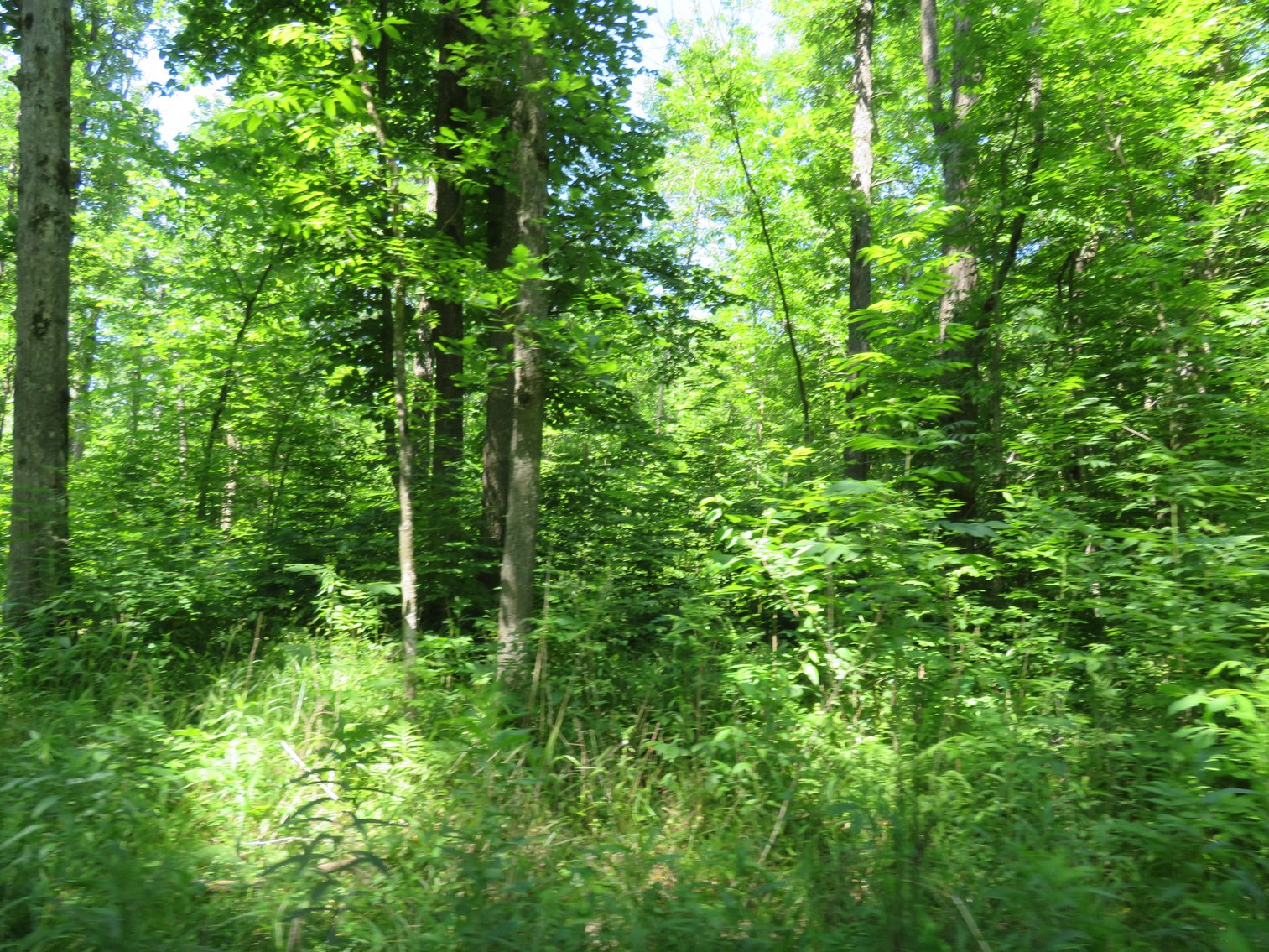 Image for 51+/- Acres of Prime Hunting Land - Absolute Auction