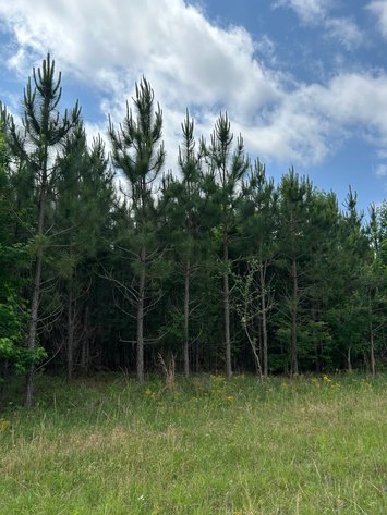 Image for LIVE AUCTION - Offering 122.78 Acres on Sawmill Road and Highway 280 in Montgomery County, Georgia