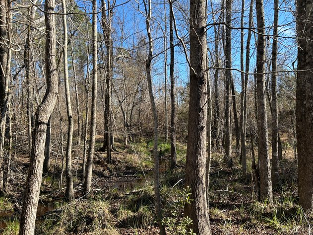 Image for ONLINE AUCTION - 171.5 Acres in Montgomery & Treutlen Counties