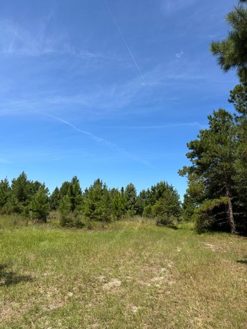 Image for LIVE TRUSTEE'S AUCTION - 65  Acres in Laurens County