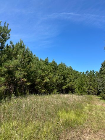 Image for LIVE TRUSTEE'S AUCTION - 65  Acres in Laurens County