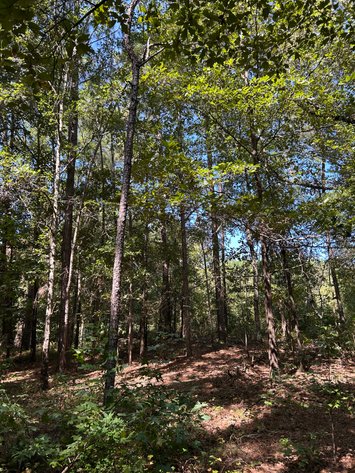 Image for LIVE TRUSTEE'S AUCTION - 65  Acres in Laurens County