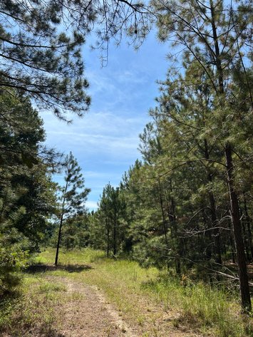 Image for LIVE TRUSTEE'S AUCTION - 65  Acres in Laurens County