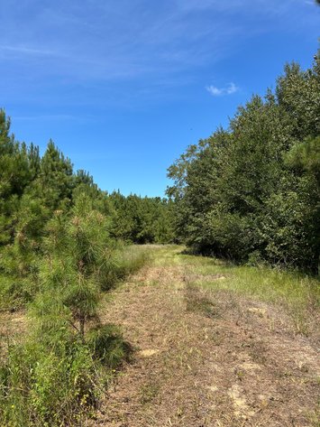 Image for LIVE TRUSTEE'S AUCTION - 65  Acres in Laurens County