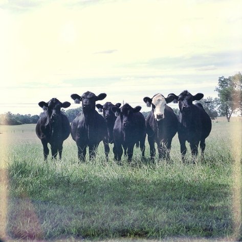Image for LIVE TRUSTEE'S AUCTION - FARM EQUIPMENT AND CATTLE