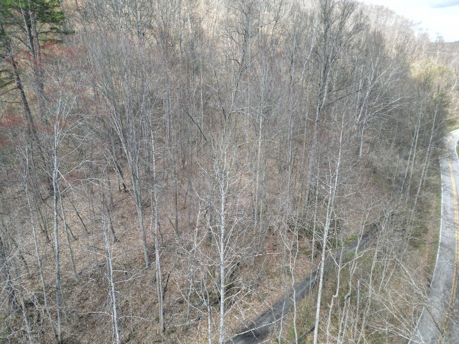 Image for SOLD $81,950 - 91 Surveyed Acres in Boone County Selling to the Highest Bidder