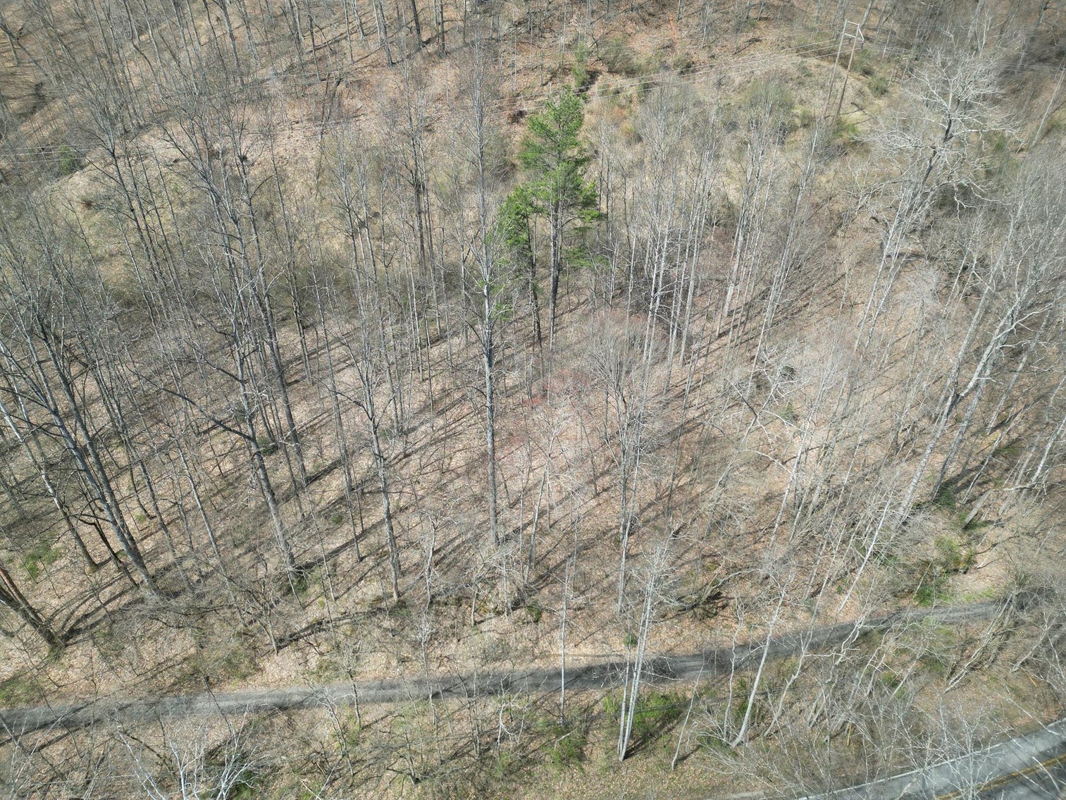 Image for SOLD $81,950 - 91 Surveyed Acres in Boone County Selling to the Highest Bidder