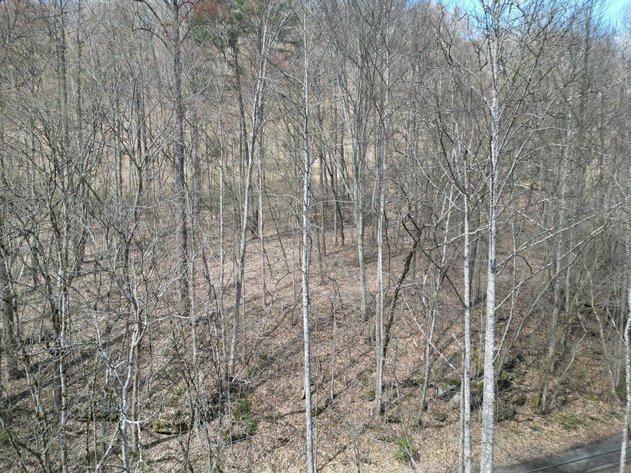 Image for SOLD $81,950 - 91 Surveyed Acres in Boone County Selling to the Highest Bidder