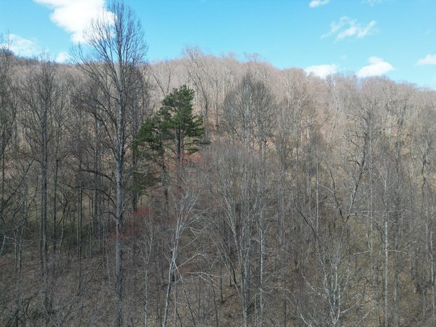 Image for SOLD $81,950 - 91 Surveyed Acres in Boone County Selling to the Highest Bidder