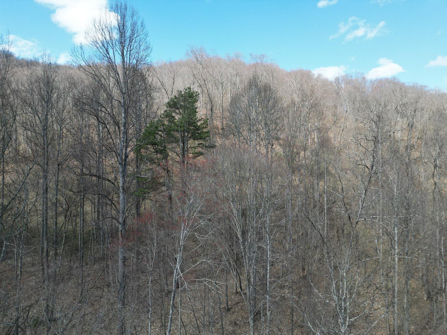 Image for SOLD $81,950 - 91 Surveyed Acres in Boone County Selling to the Highest Bidder