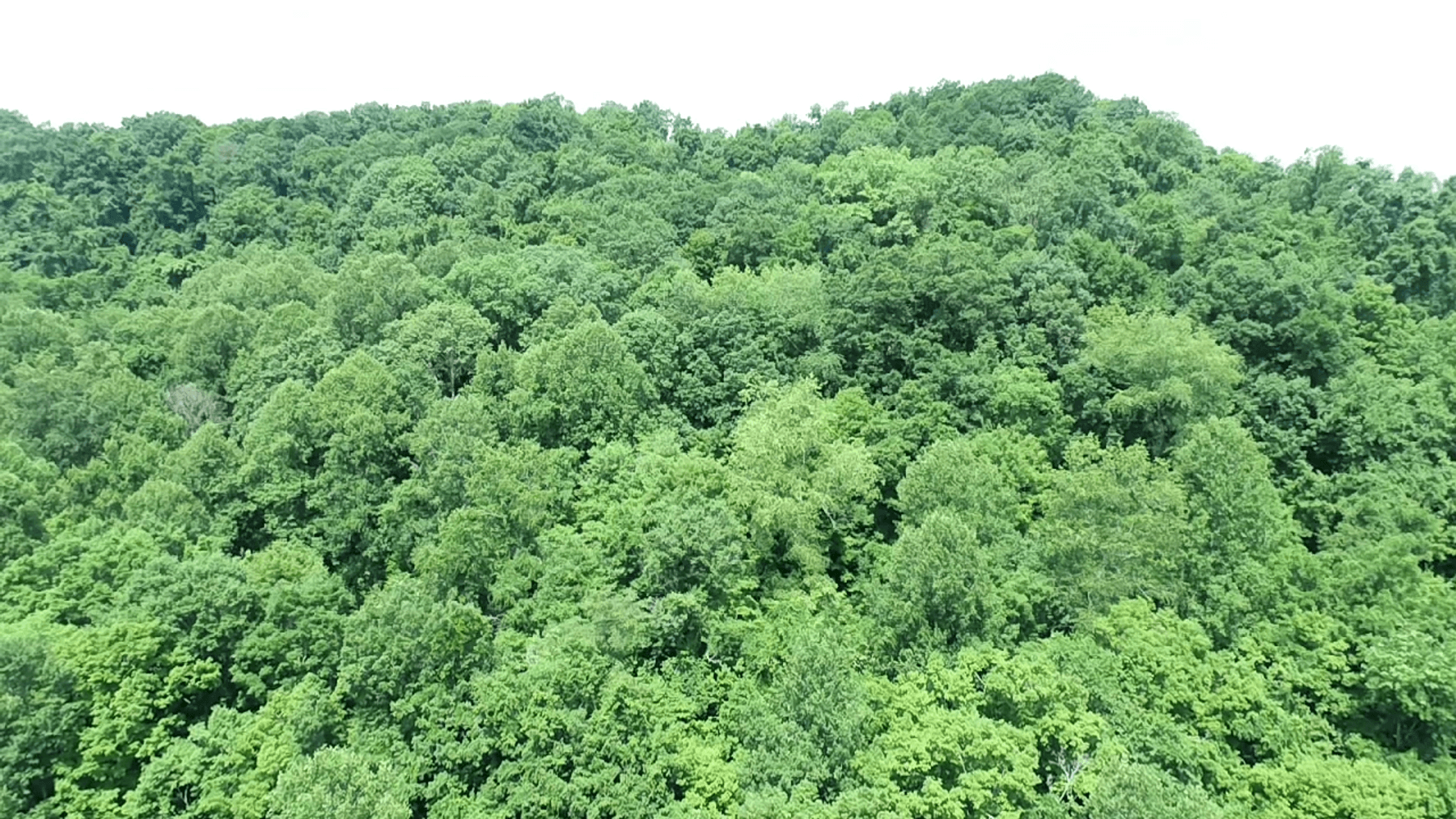 Image for SOLD $14,575 - 15 Acres Minutes from I-77 near Charleston