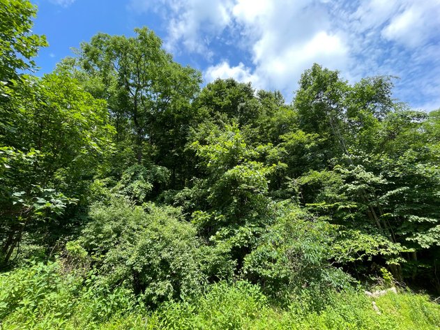 Image for SOLD $14,575 - 15 Acres Minutes from I-77 near Charleston