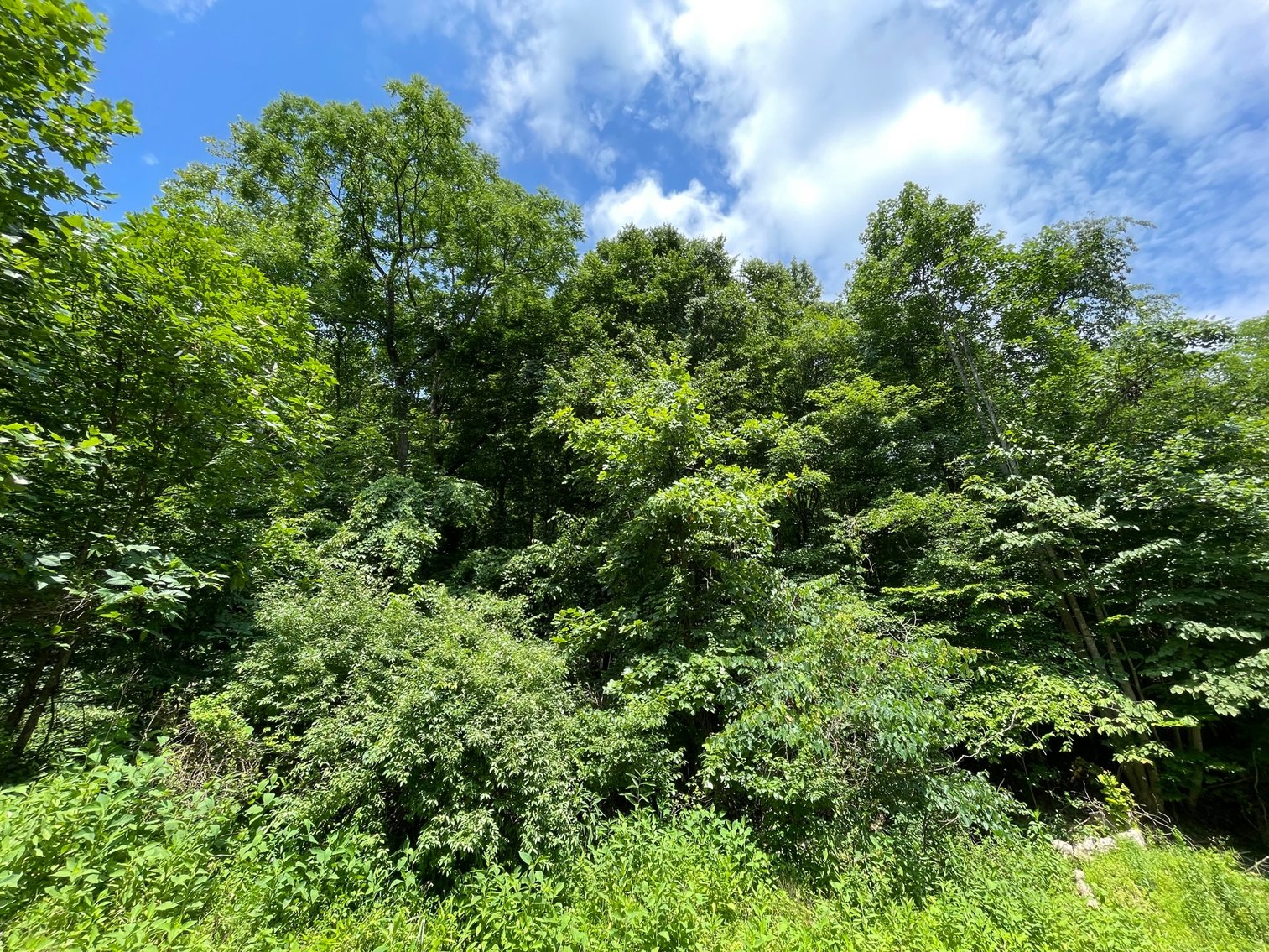 Image for SOLD $14,575 - 15 Acres Minutes from I-77 near Charleston