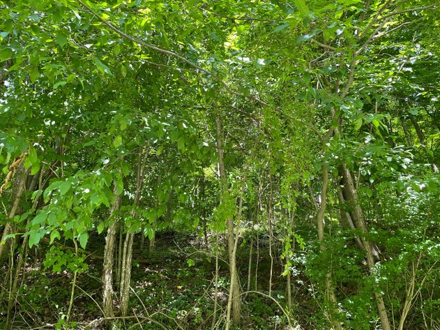 Image for SOLD $14,575 - 15 Acres Minutes from I-77 near Charleston