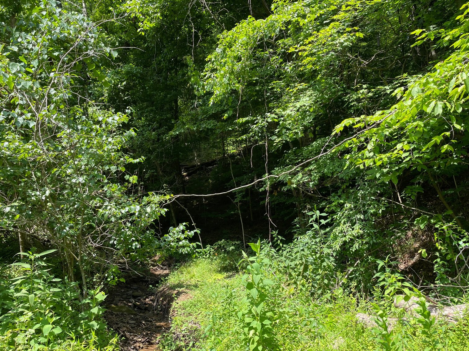 Image for SOLD $14,575 - 15 Acres Minutes from I-77 near Charleston