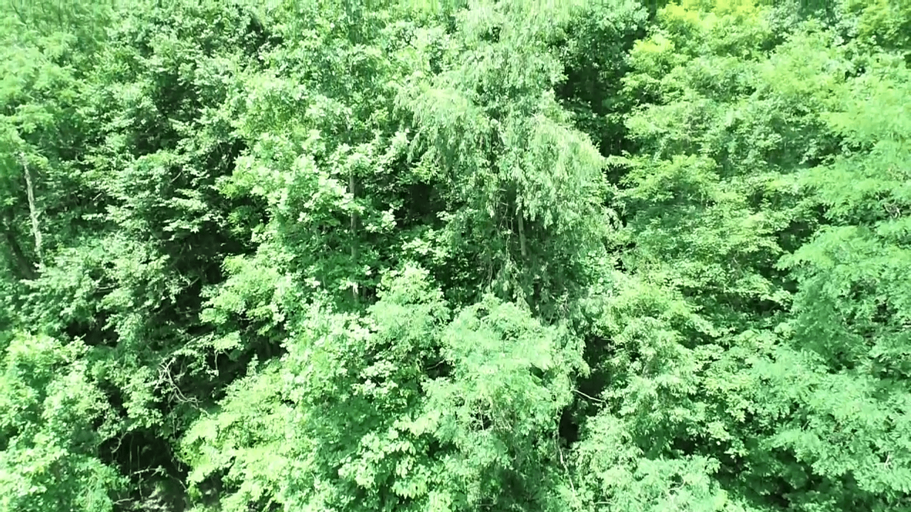 Image for SOLD $14,575 - 15 Acres Minutes from I-77 near Charleston