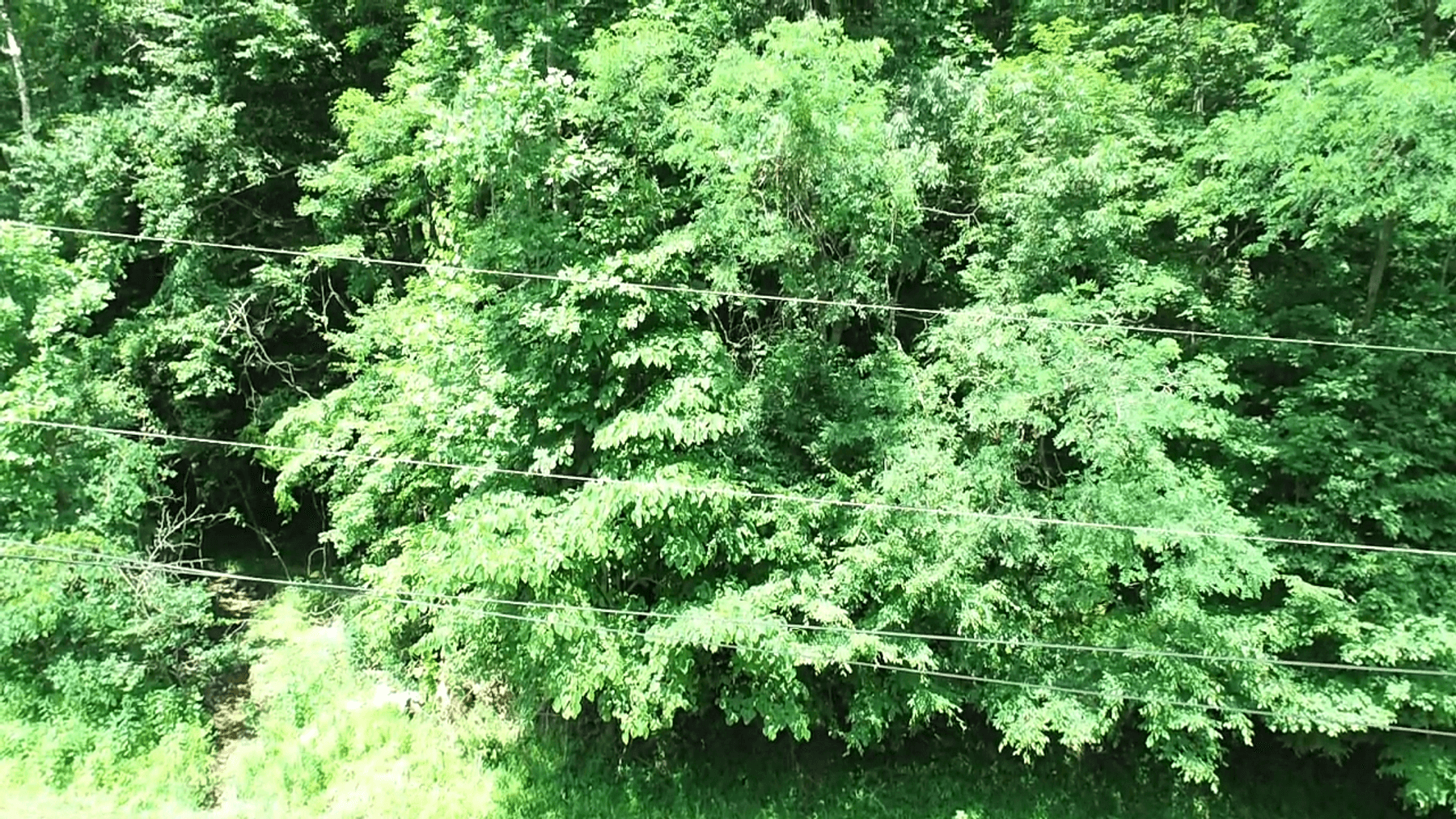 Image for SOLD $14,575 - 15 Acres Minutes from I-77 near Charleston