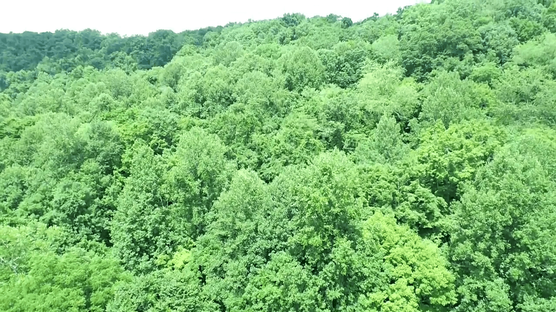 Image for SOLD $14,575 - 15 Acres Minutes from I-77 near Charleston