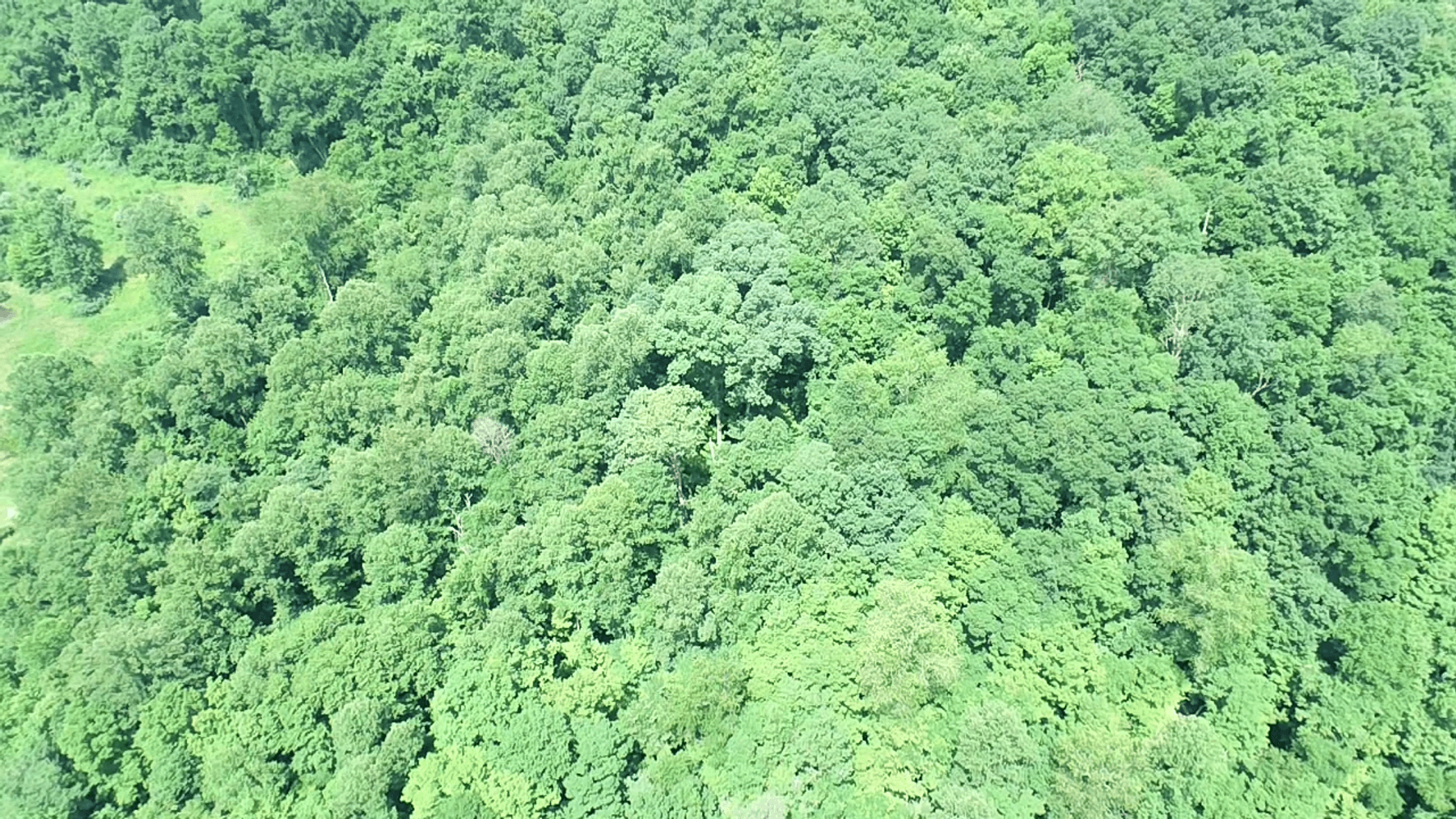 Image for SOLD $14,575 - 15 Acres Minutes from I-77 near Charleston