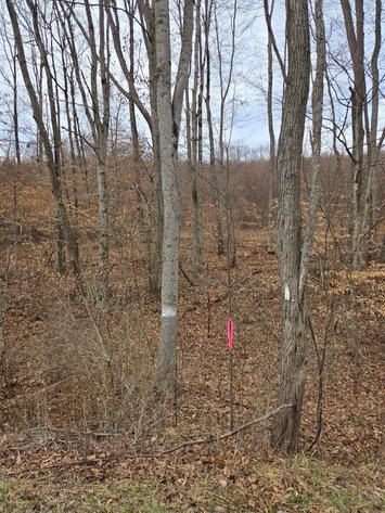 Image for SOLD $44,000 - 5 Surveyed Acres in Fayette County