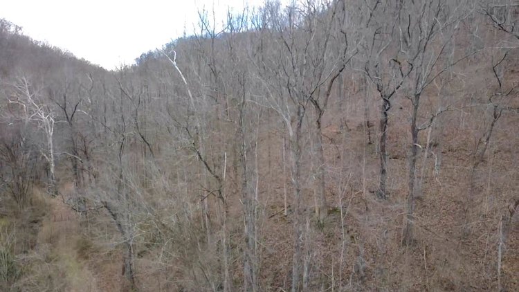 Image for SOLD $126,500 - 132 Surveyed Acres in Boone County Selling to the Highest Bidder