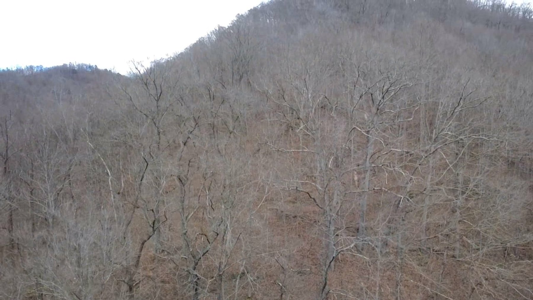 Image for SOLD $126,500 - 132 Surveyed Acres in Boone County Selling to the Highest Bidder