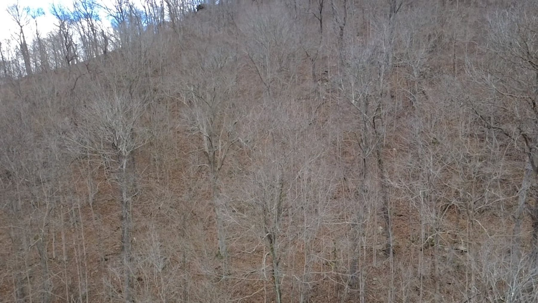 Image for SOLD $126,500 - 132 Surveyed Acres in Boone County Selling to the Highest Bidder