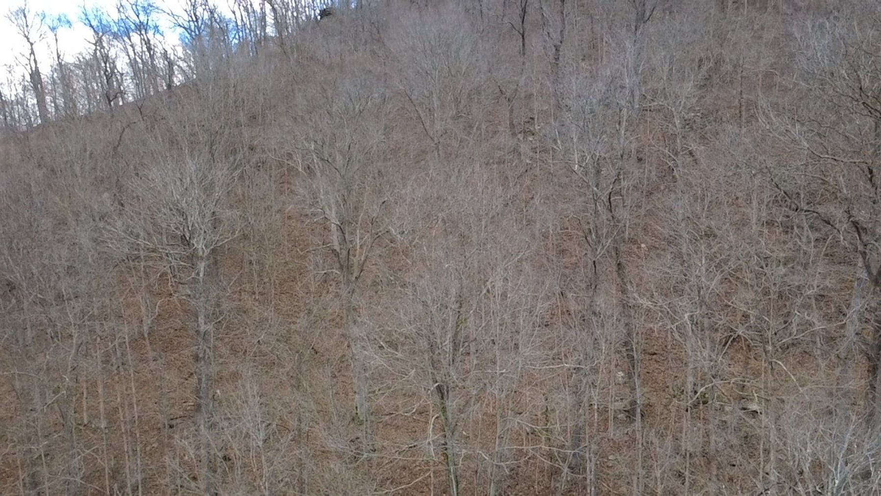 Image for SOLD $126,500 - 132 Surveyed Acres in Boone County Selling to the Highest Bidder