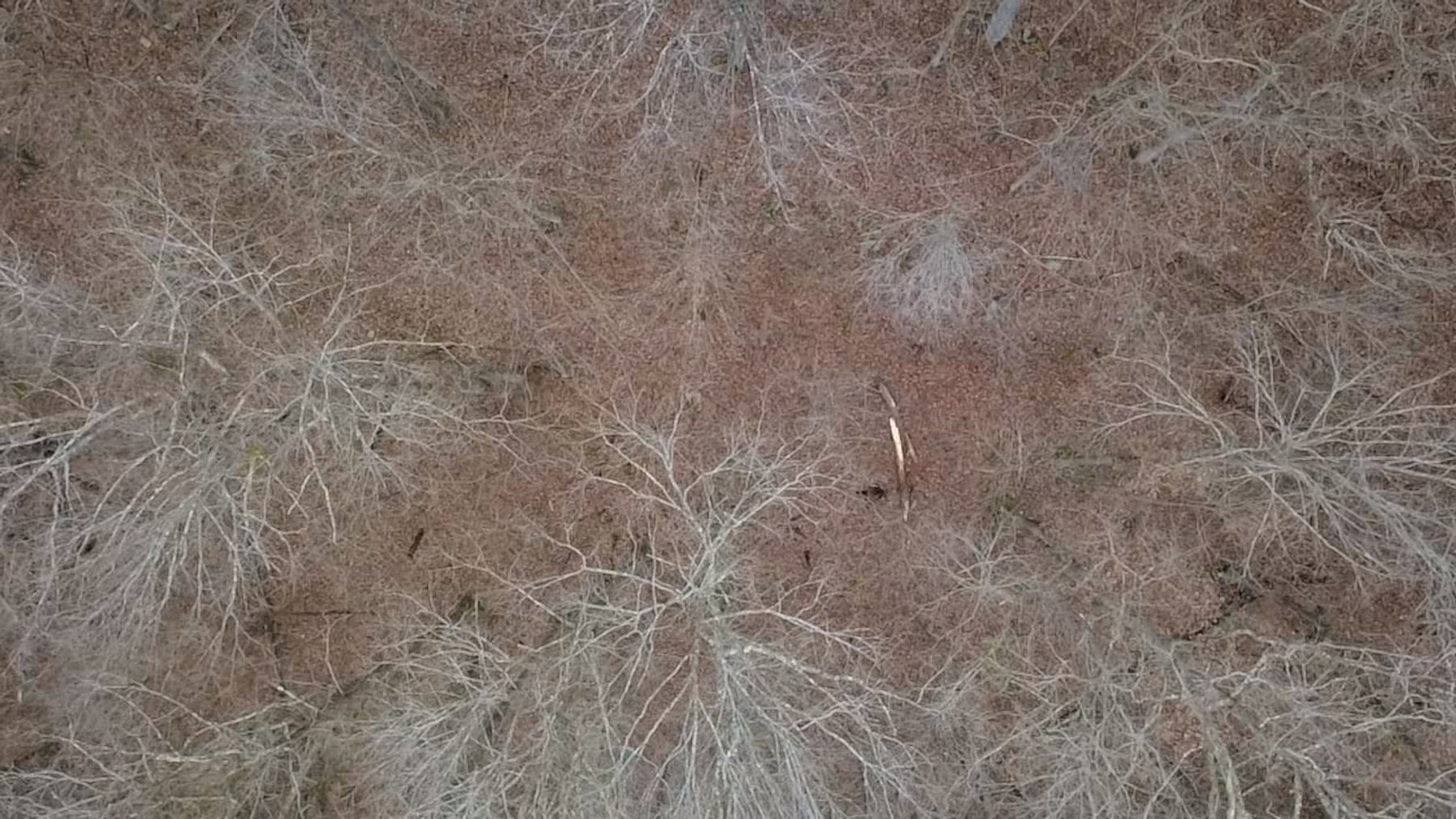 Image for SOLD $126,500 - 132 Surveyed Acres in Boone County Selling to the Highest Bidder