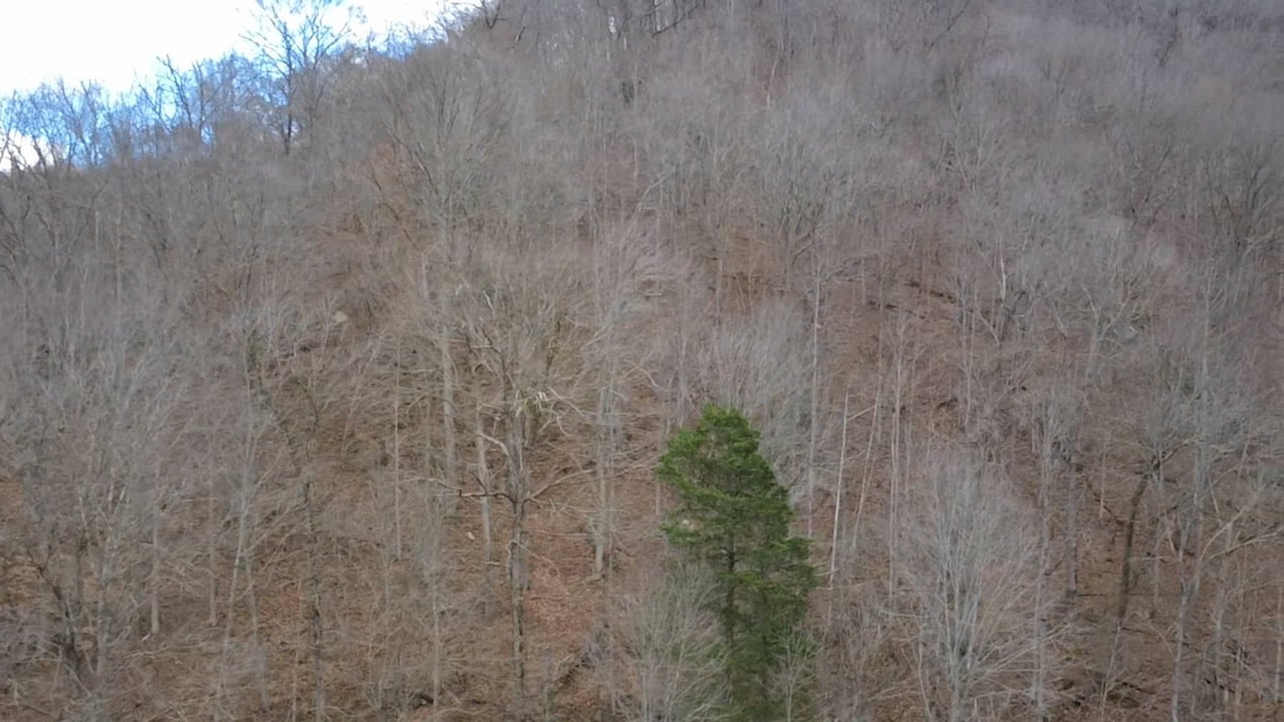 Image for SOLD $126,500 - 132 Surveyed Acres in Boone County Selling to the Highest Bidder