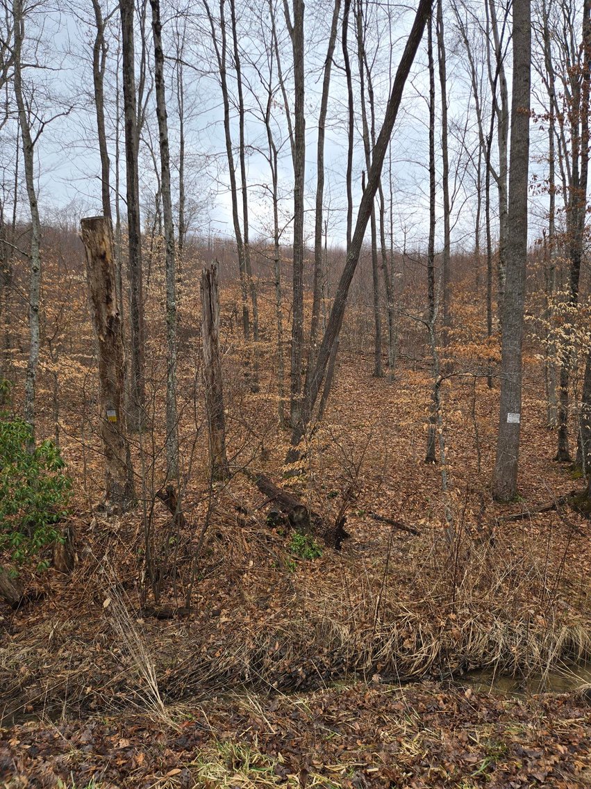 Image for SOLD $58,300 - 5 Surveyed Acres in Fayette County