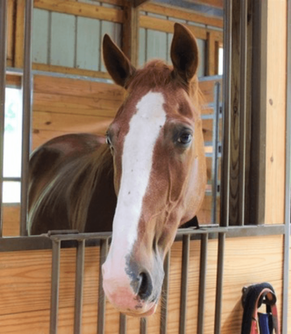 Image for On Eagles' Wings Benefit BBQ & Auction