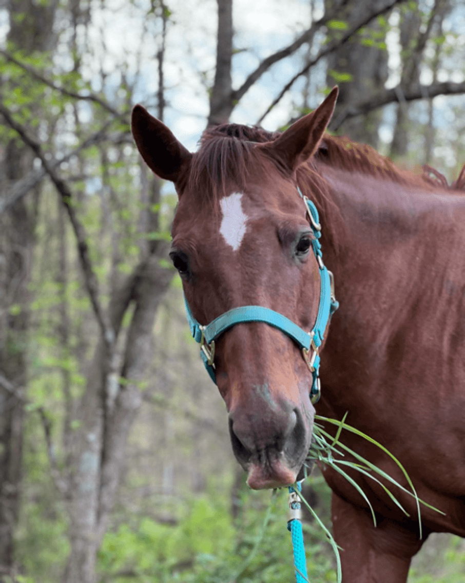 Image for On Eagles' Wings Benefit BBQ & Auction