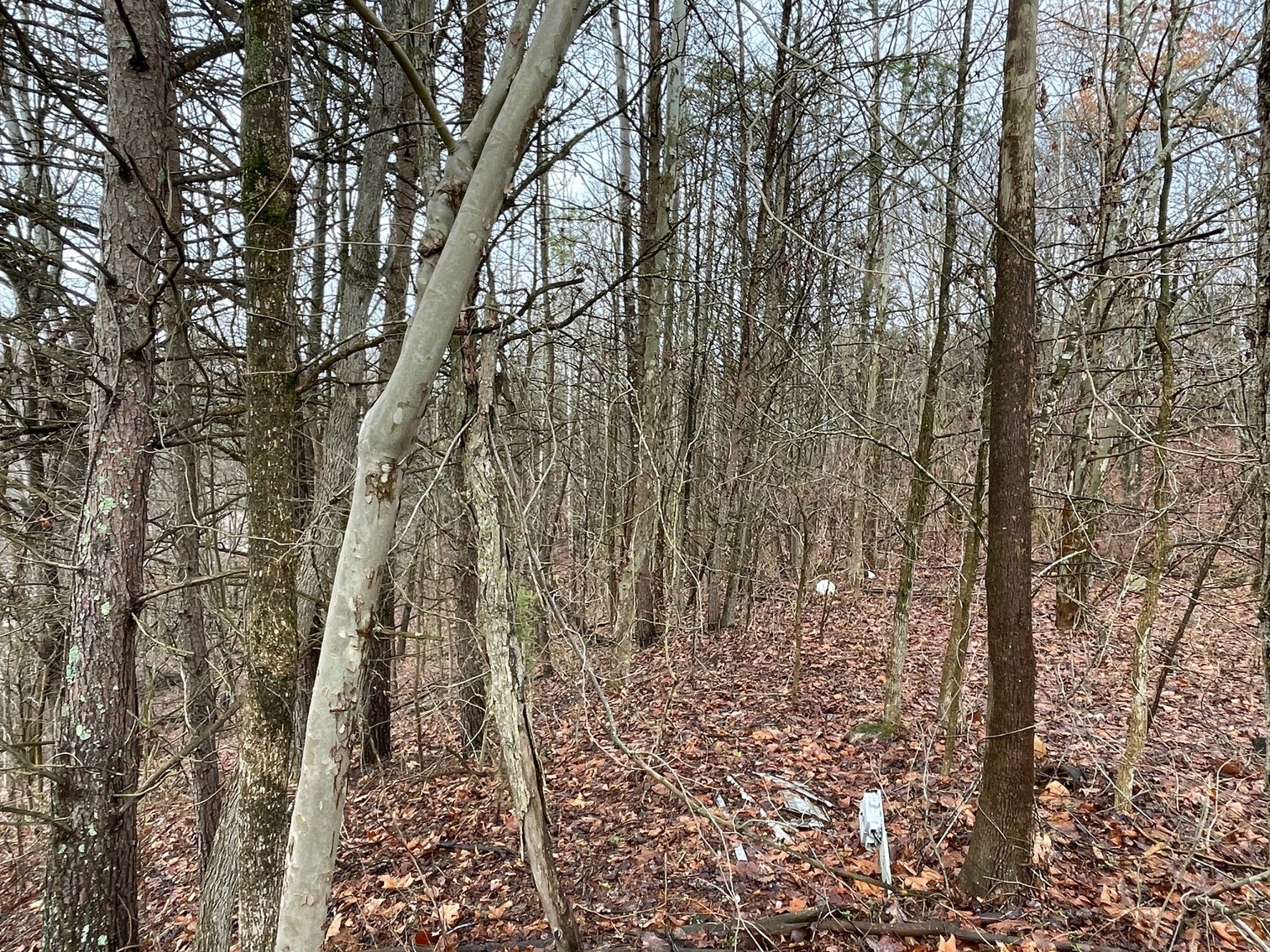 Image for SOLD $34,100 - 7 Prime Acres in Nitro’s Ridgefield Estates