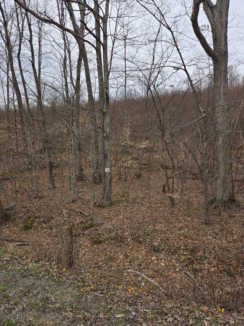 Image for 5 Surveyed Acres in Fayette County