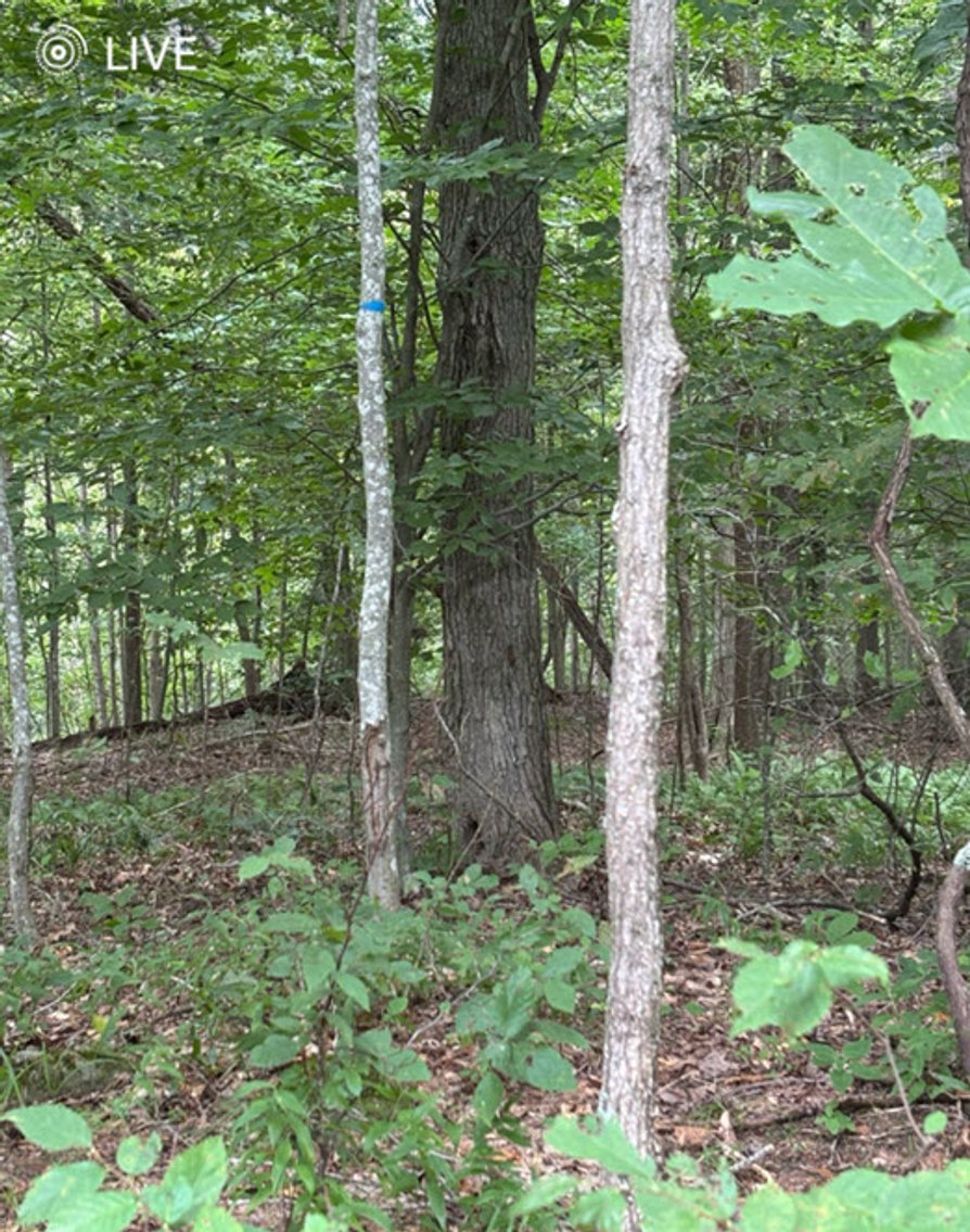 Image for 19 Recreational Acres near Charleston with Streams, Trails, & Wildlife