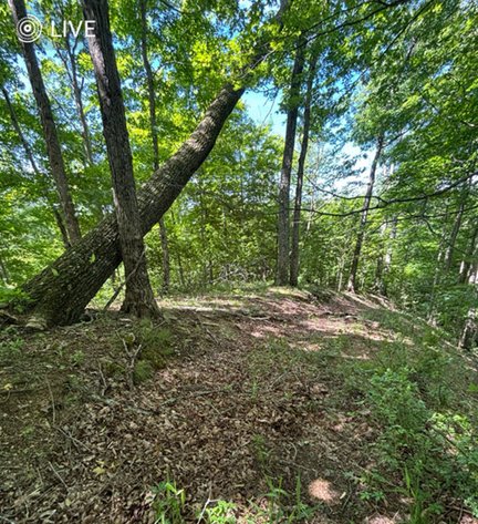 Image for 19 Recreational Acres near Charleston with Streams, Trails, & Wildlife