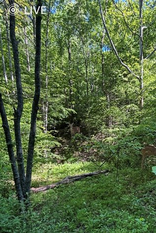 Image for 19 Recreational Acres near Charleston with Streams, Trails, & Wildlife
