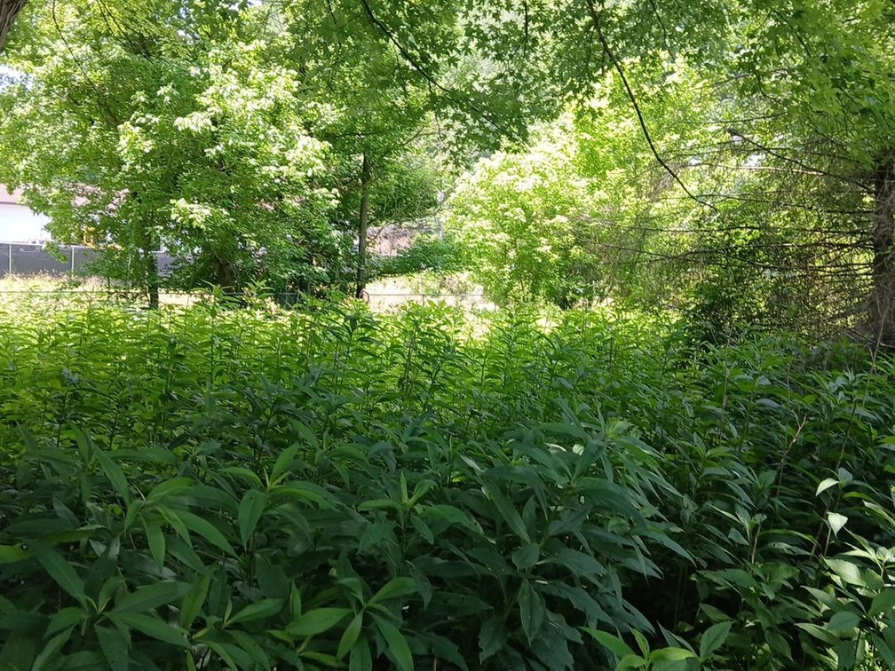 Image for Residential Lot in Charleston Selling to the Highest Bidder