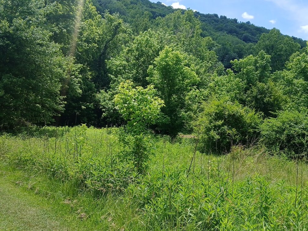 Image for Residential Lot in Charleston Selling to the Highest Bidder